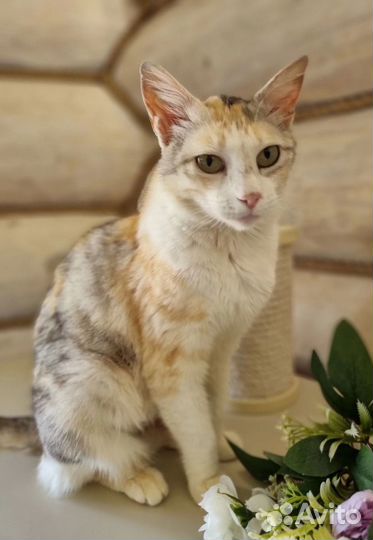 Трехцветная ласковая кошка