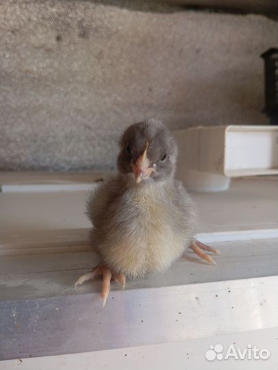 Цыплята домашние 3 недели