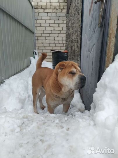 Шарпей вязка