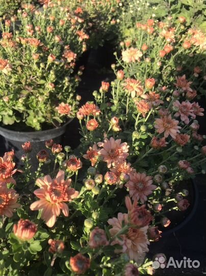 Хризантемы мультифлора