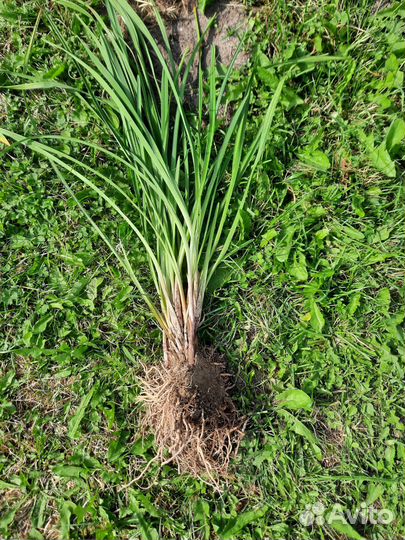 Фиалка, герань, хлорофитум, пеперомия, лилейник