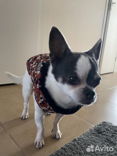 Жилетка на собаку