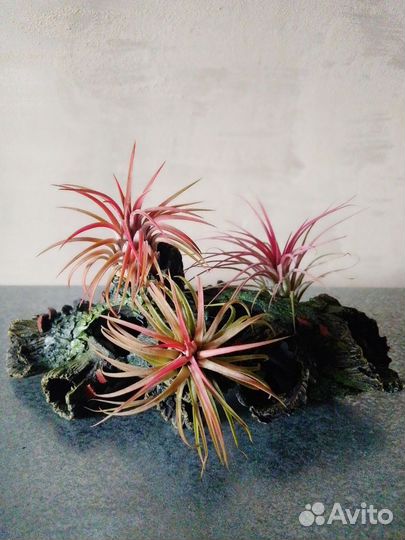 Филодендроны