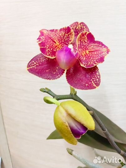 Орхидея I -Hsin Claire 551 бабочка цветёт