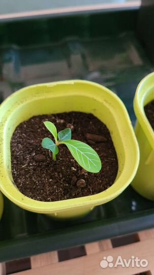 Комнатные растения