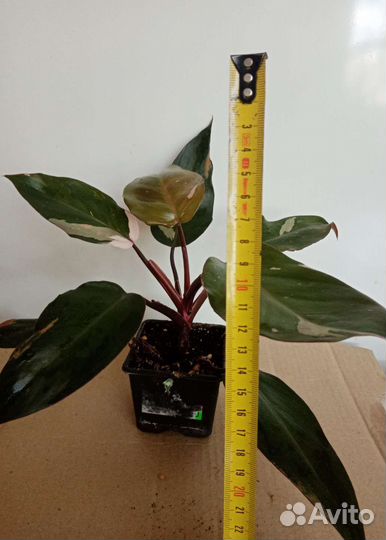 Филодендрон розовая принцесса