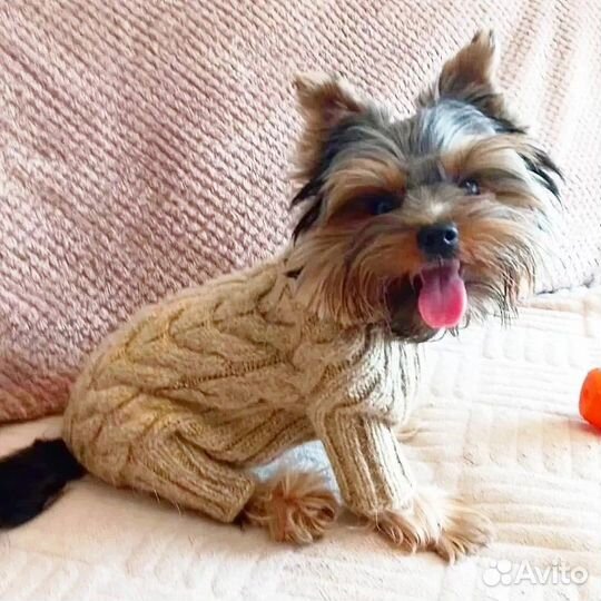 Комбинезоны для собак