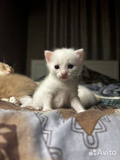 Продам котят