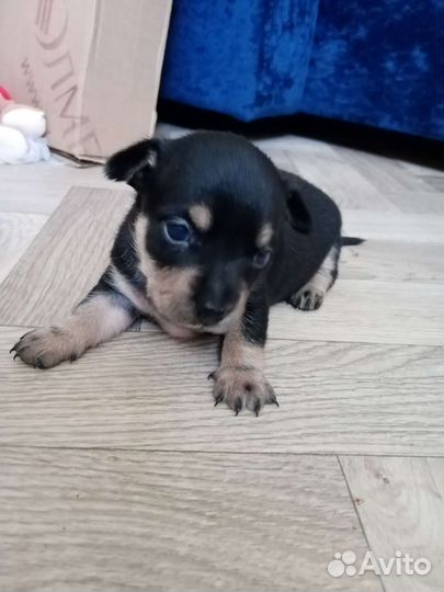 Той-терьер щенки