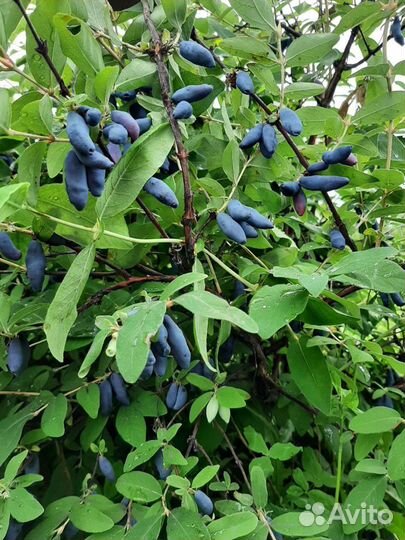 Саженцы сладкой жимолости