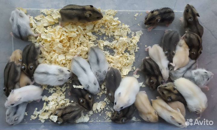 Джунгарские хомяки