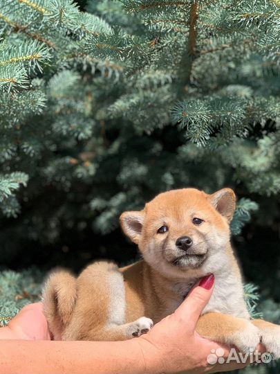 Сиба ину девочка