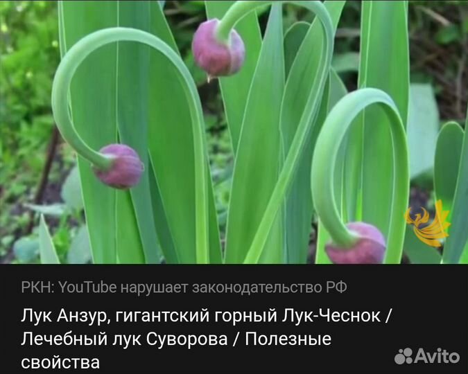 Лук-чеснок Анзур гигантский, лук Суворова