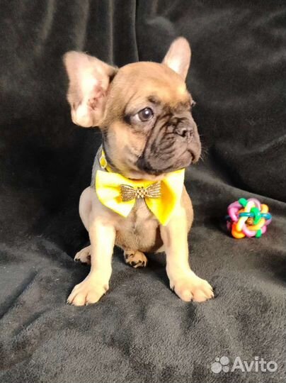 Собаки щенки французский бульдог
