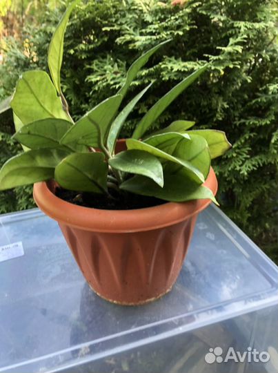 Комнатные цветы в ассортименте