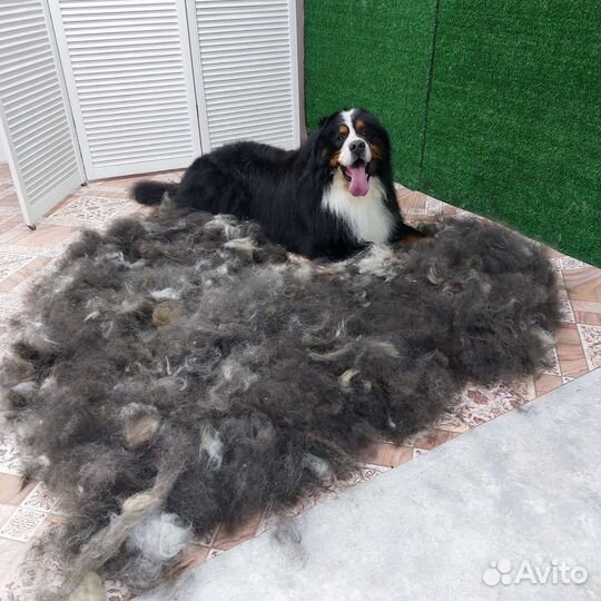 Груминг/Стрижка собак