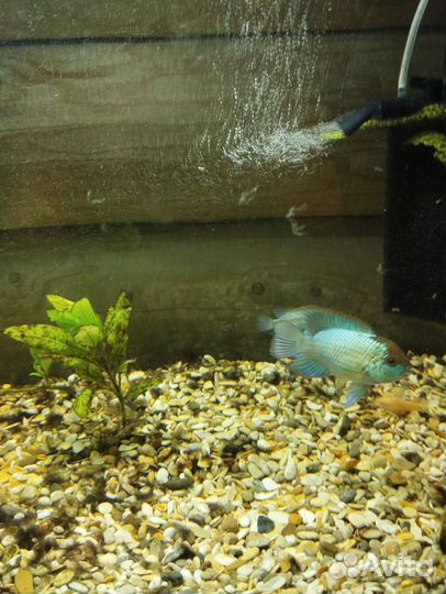 Наннакары- Аквариумные рыбки цихлиды