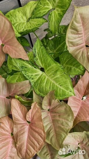 Сингониумы взрослые (Неон + Фриклес)