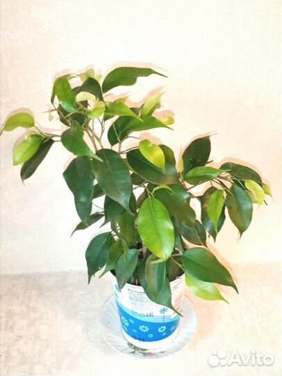 Фикус бенджамина