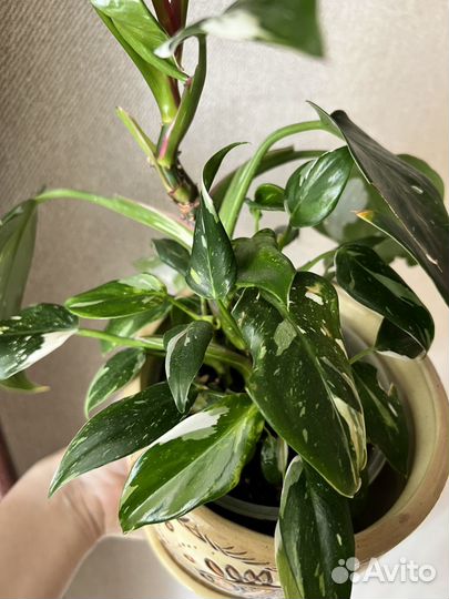 Филодендрон white wizard