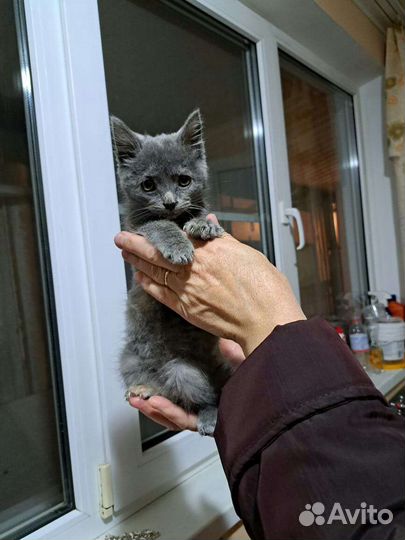Кошечка мама русская голубая 5 месяцев