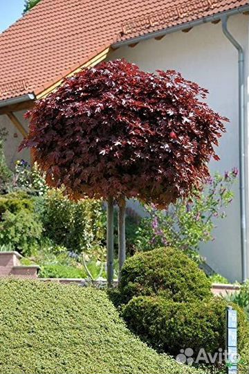 Клен японский саженцы с доставкой