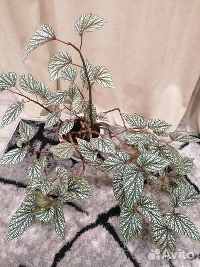 Комнатные цветы