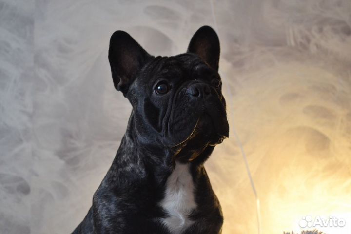 Французский бульдог вязка