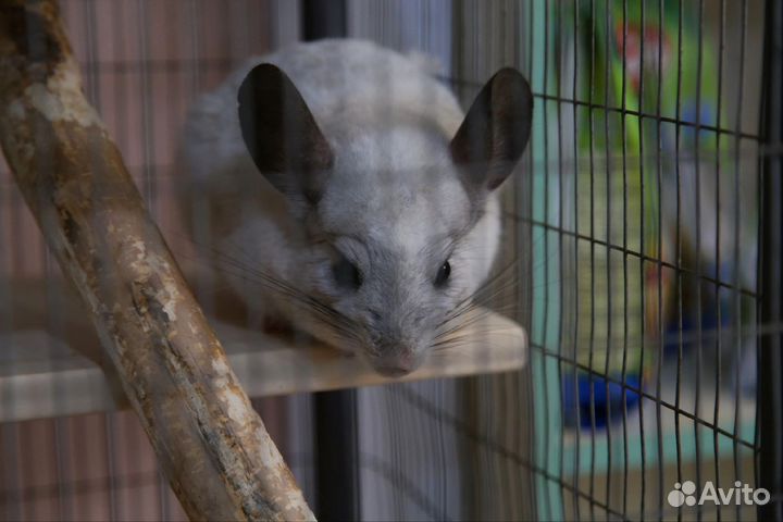 Шиншилла самец белый