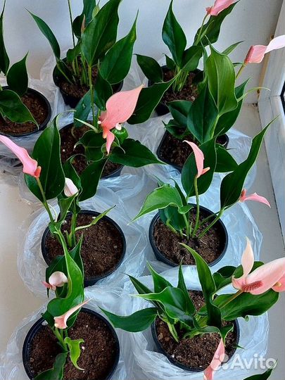 Антуриум Лили