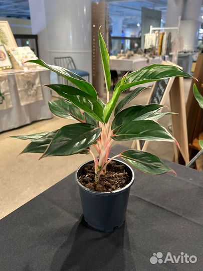 Аглаонема Сиам aurora