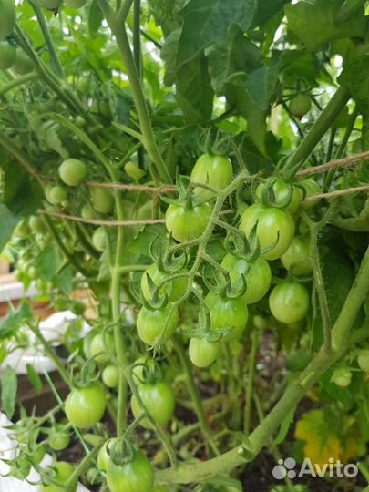 Рассада помидор черри