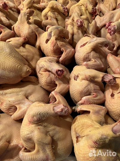 Куры бройлеры тушки мясо