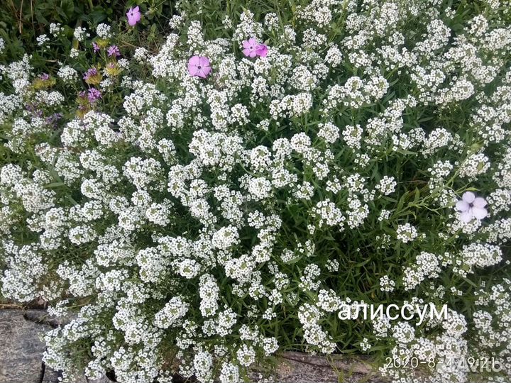 Красивоцветущие почвопокровные