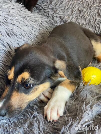 Красоточка