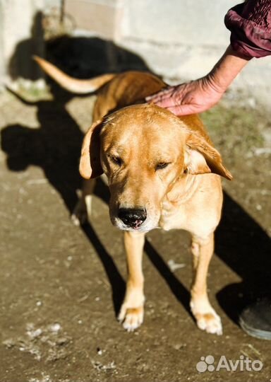 Собака ищет дом