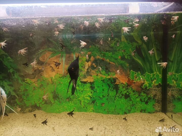 Рыбки скалярии