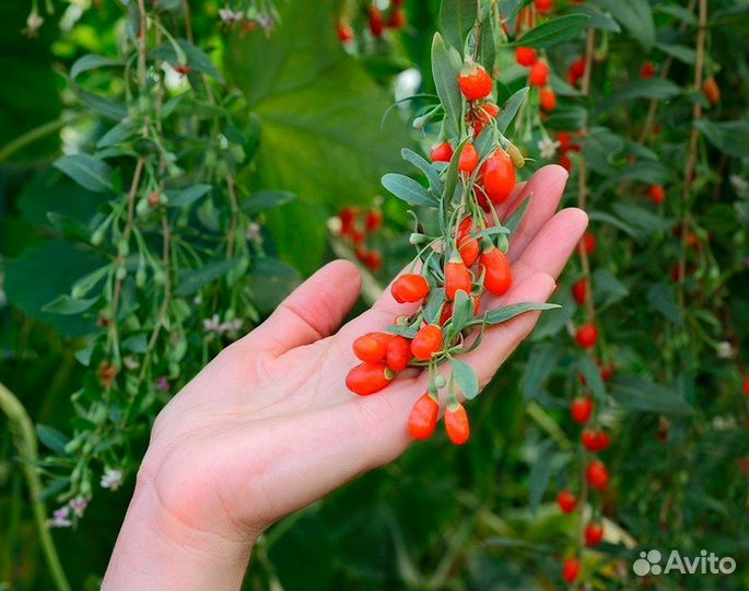 Черная смородина, жимолость, Ягода Годжи