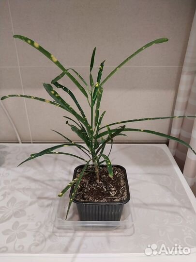 Комнатные растения цветы:кротон,фикус бендж,драцен