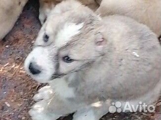 Алабай, щенок