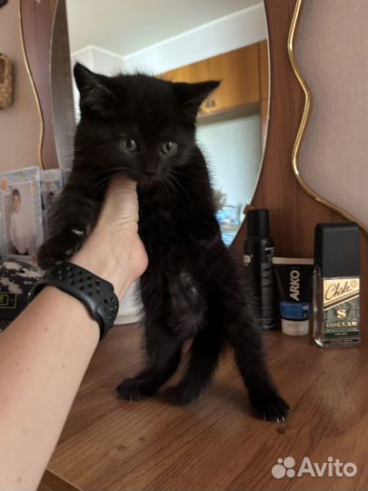 Котик в добрые руки