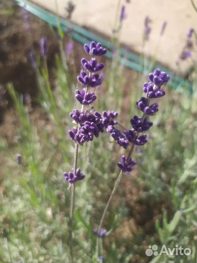 Лаванда и пряные травы