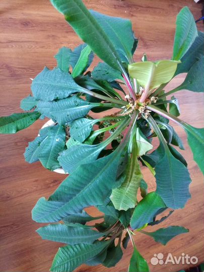 Молочай высота 1 метр