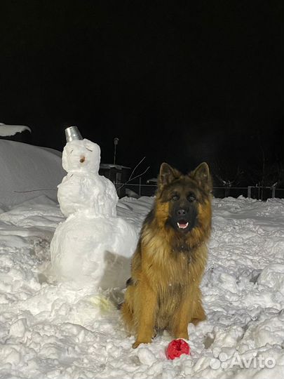 Немецкая овчарка (длинношерстный) вязка