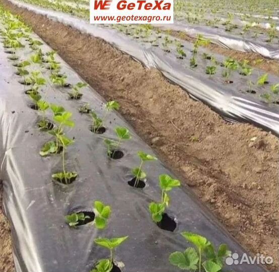 Пленка для клубники