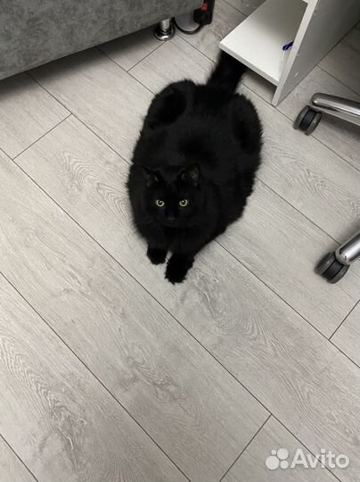 Кошка Пашка в добрые руки