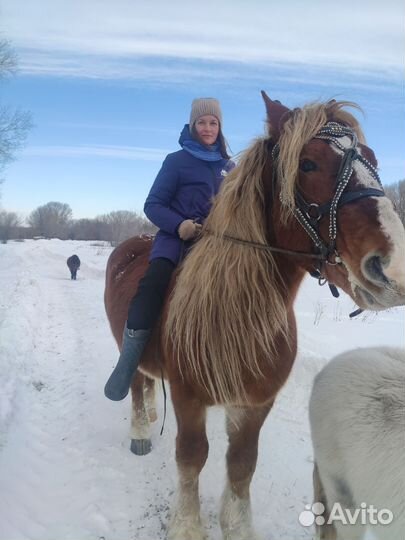 Прокат на лошади и пони, выезд на праздники