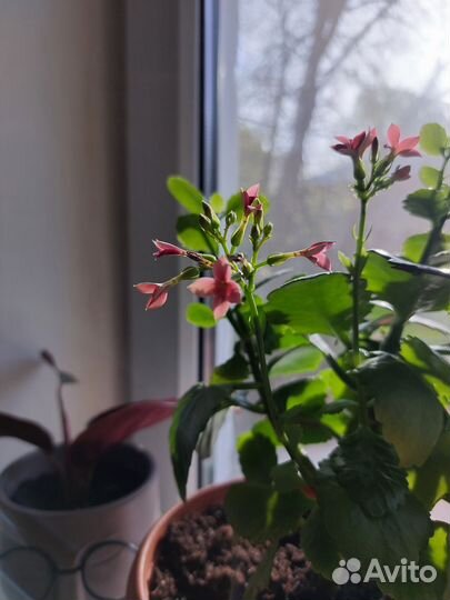 Каланхоэ цветущий