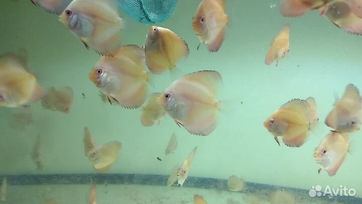 Дискус Ред Мелон