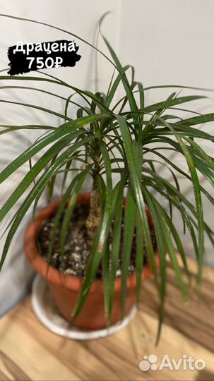 Комнатные растения